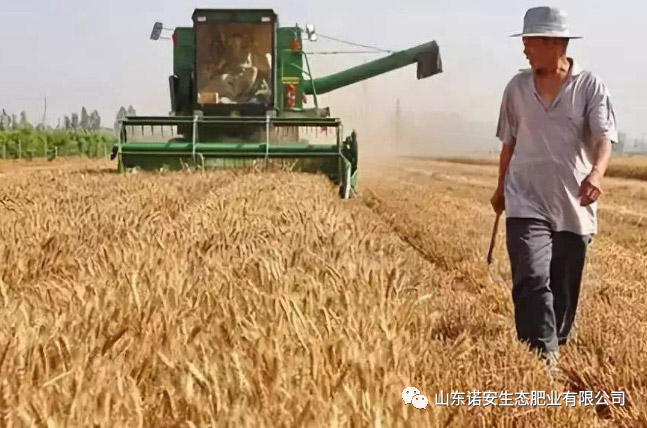 諾安小麥專用肥花開(kāi)晉魯冀大地